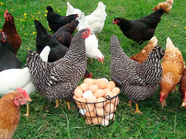 Содержание кур и уход за ними | ЗооТом - продажа, вязка и услуги для животных в Нижнесортымском