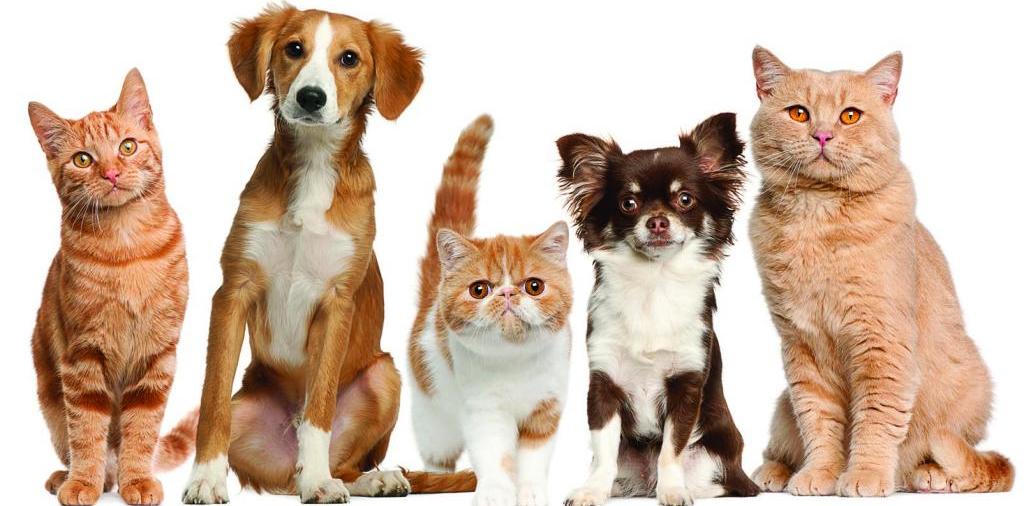 Доска объявлений о животных | ЗооТом - продажа, вязка и услуги для животных в Нижнесортымском