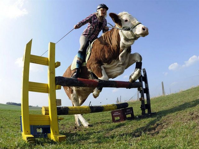 Статьи о коровах в Нижнесортымском | ЗооТом портал о животных