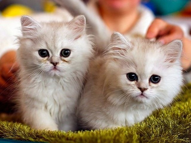 Породы кошек в Нижнесортымском | ЗооТом портал о животных