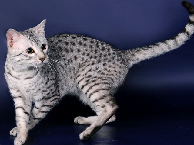 Породы кошек в Нижнесортымском | ЗооТом портал о животных