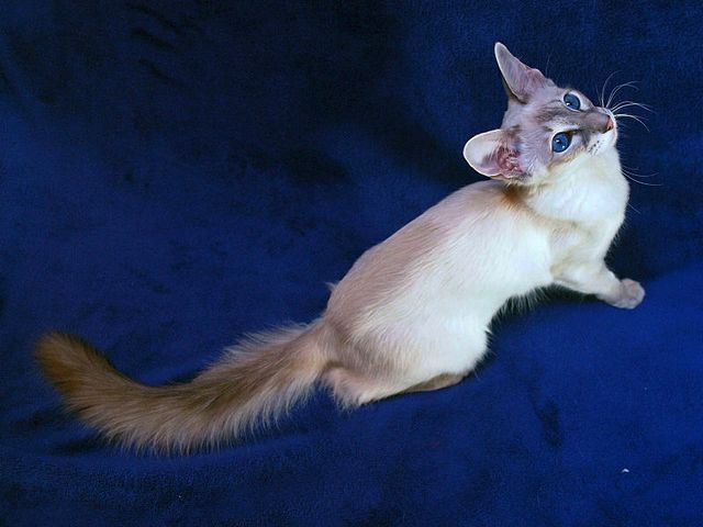 Выведенные породы кошек в Нижнесортымском | ЗооТом портал о животных