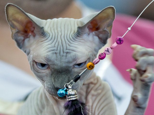 Выставки кошек в Нижнесортымском | ЗооТом портал о животных