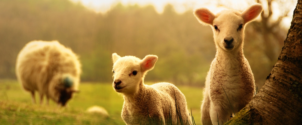 Объявления о сельскохозяйственных животных | ЗооТом - продажа, вязка и услуги для животных в Нижнесортымском