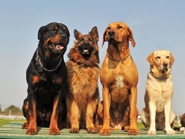 Крупные породы собак в Нижнесортымском | ЗооТом портал о животных