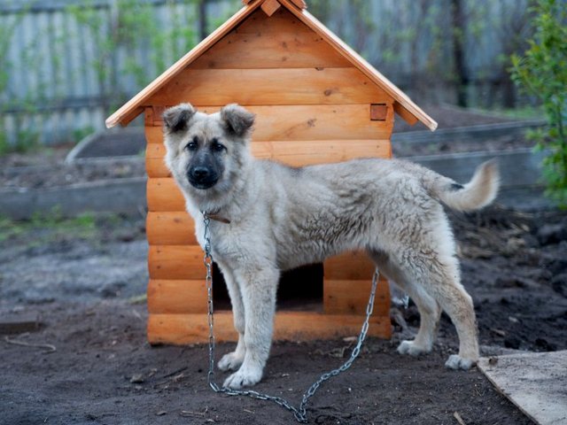 Все о собаках в Нижнесортымском